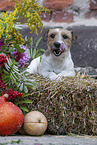 braun-weier Parson Russell Terrier