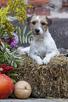 braun-weier Parson Russell Terrier