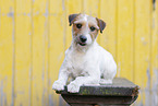 braun-weier Parson Russell Terrier