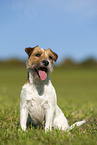 braun-weier Parson Russell Terrier