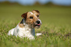 braun-weier Parson Russell Terrier