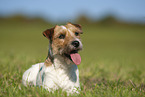 braun-weier Parson Russell Terrier