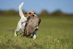 Parson Russell Terrier apportiert erlegte Ente