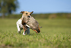 Parson Russell Terrier apportiert erlegte Ente