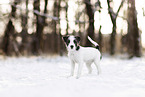 Parson Russell Terrier Welpe im Schnee