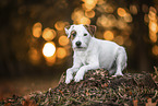 liegender Parson Russell Terrier