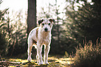 alter Parson Russell Terrier