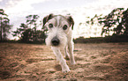 alter Parson Russell Terrier