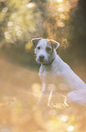 Parson Russell Terrier Rde