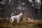 Parson Russell Terrier Rde