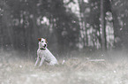 Parson Russell Terrier Rde