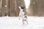 Parson Russell Terrier im Schnee