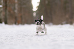 Parson Russell Terrier im Schnee