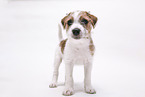 Parson Russell Terrier Welpe