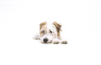 Parson Russell Terrier Welpe