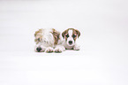 Parson Russell Terrier Welpe