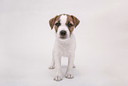 Parson Russell Terrier Welpe