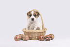 Parson Russell Terrier Welpe