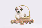 Parson Russell Terrier Welpe