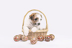 Parson Russell Terrier Welpe