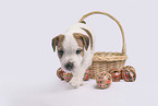 Parson Russell Terrier Welpe