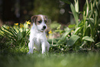 Parson Russell Terrier Welpe