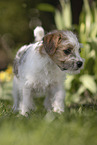 Parson Russell Terrier Welpe