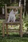 Parson Russell Terrier Welpe
