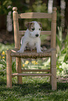 Parson Russell Terrier Welpe