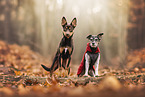 Parson Jack Russell Terrier und Australian Kelpie