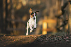 Parson Russell Terrier