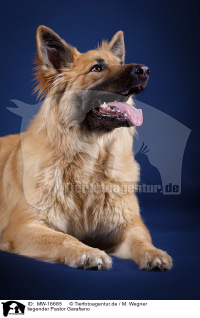 liegender Pastor Garafiano / lying Pastor Garafiano / MW-16685