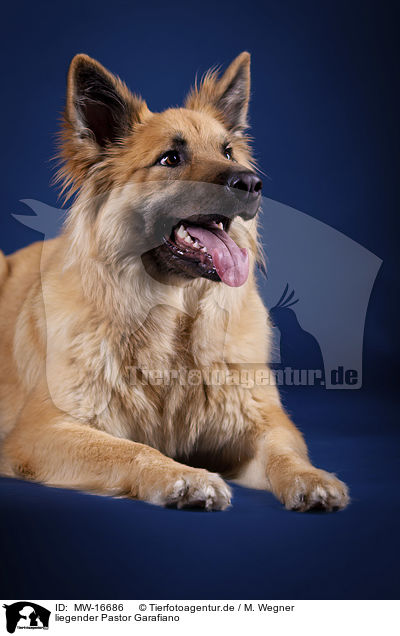 liegender Pastor Garafiano / lying Pastor Garafiano / MW-16686