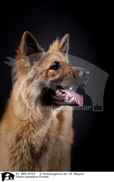 Pastor Garafiano Portrait / Pastor Garafiano Portrait / MW-16705