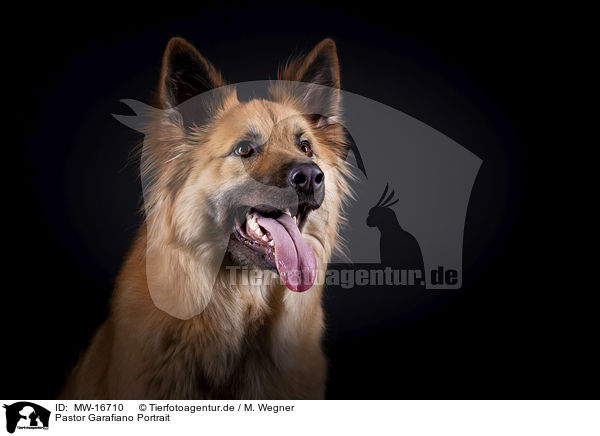 Pastor Garafiano Portrait / Pastor Garafiano Portrait / MW-16710