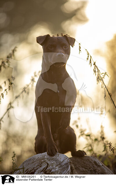 sitzender Patterdale Terrier / MW-08261