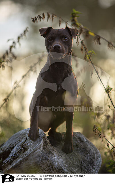 sitzender Patterdale Terrier / MW-08263