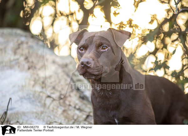 Patterdale Terrier Portrait / MW-08270