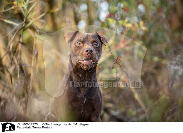 Patterdale Terrier Portrait / MW-08275