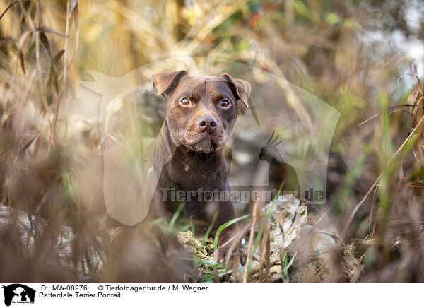Patterdale Terrier Portrait / MW-08276
