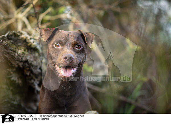 Patterdale Terrier Portrait / Patterdale Terrier Portrait / MW-08279