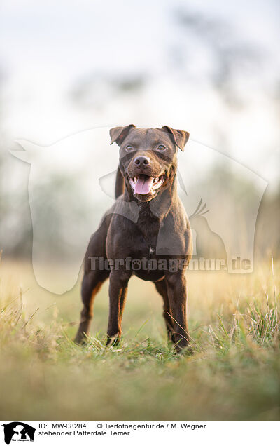 stehender Patterdale Terrier / MW-08284
