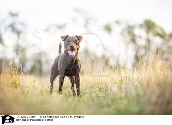 stehender Patterdale Terrier / MW-08285