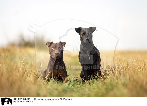 Patterdale Terrier / MW-08294