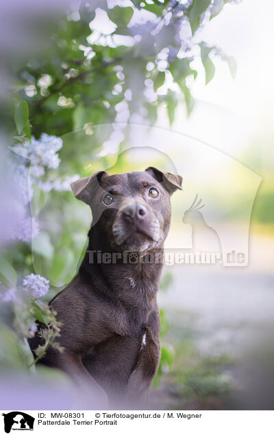 Patterdale Terrier Portrait / MW-08301
