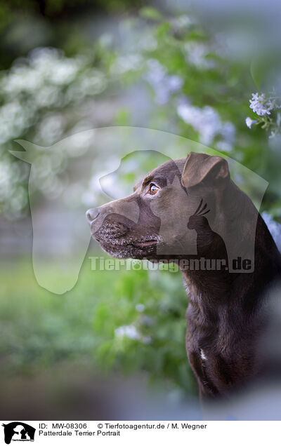 Patterdale Terrier Portrait / MW-08306