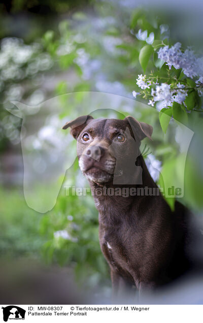 Patterdale Terrier Portrait / Patterdale Terrier Portrait / MW-08307