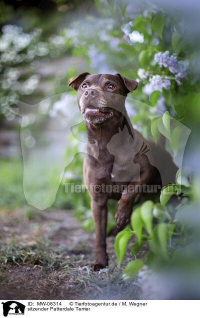 sitzender Patterdale Terrier / sitting Patterdale Terrier / MW-08314
