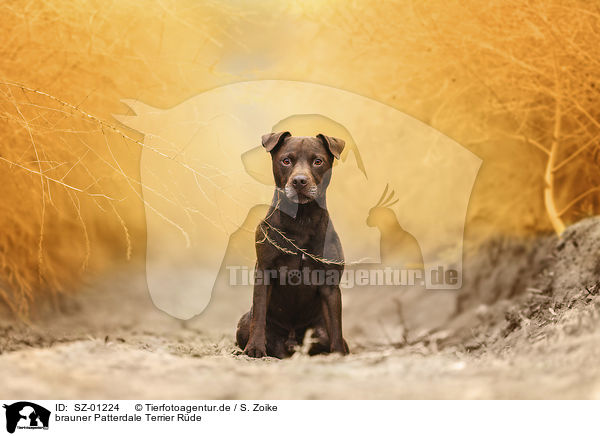 brauner Patterdale Terrier Rde / brown male Patterdale Terrier / SZ-01224