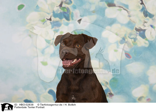 Patterdale Terrier Portrait / Patterdale Terrier Portrait / HBO-02838